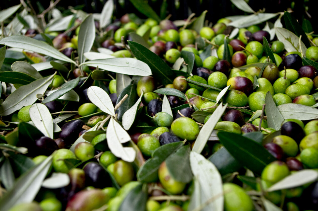 Tuscan olives ready to be crashed