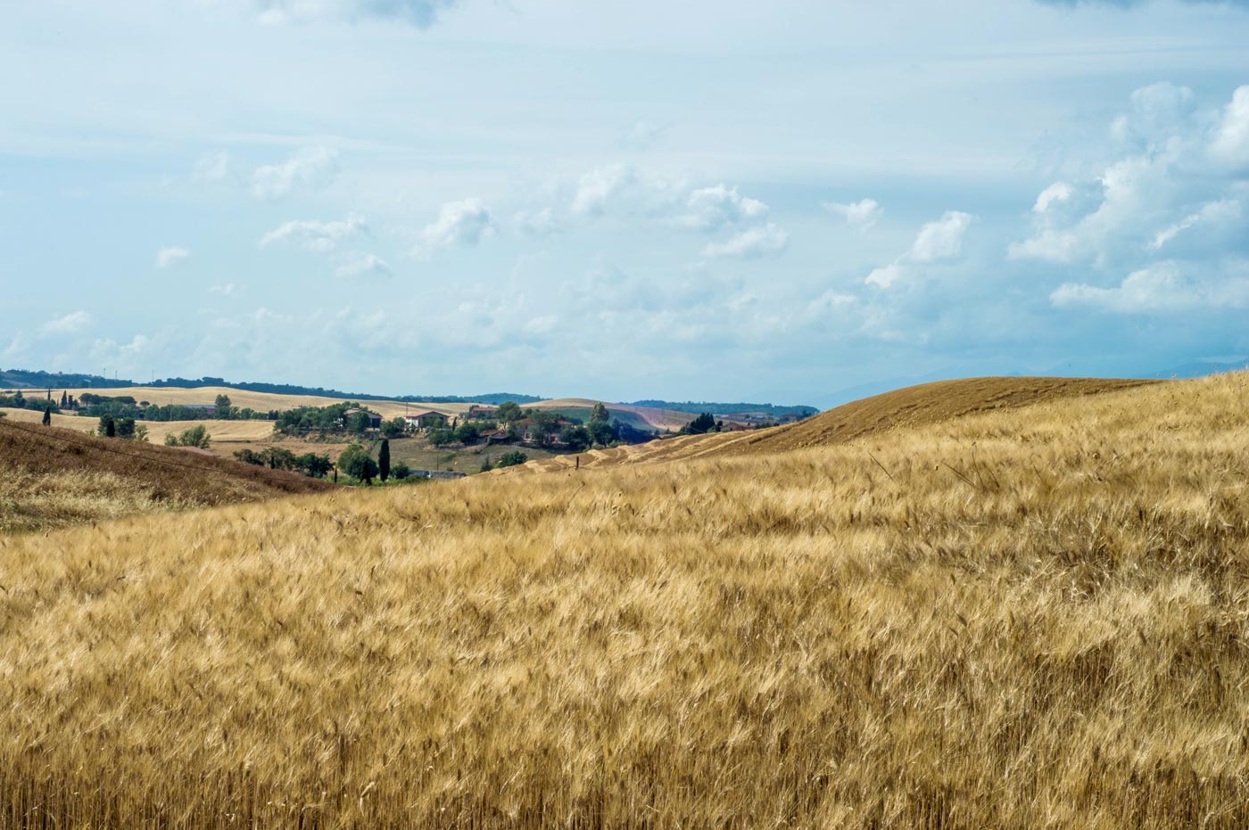 Wheat fields in Tuscany