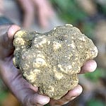 The white truffle from Tuscany
