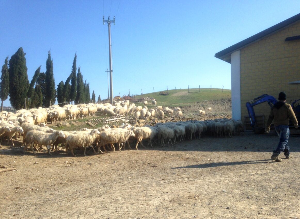 Sheep going home