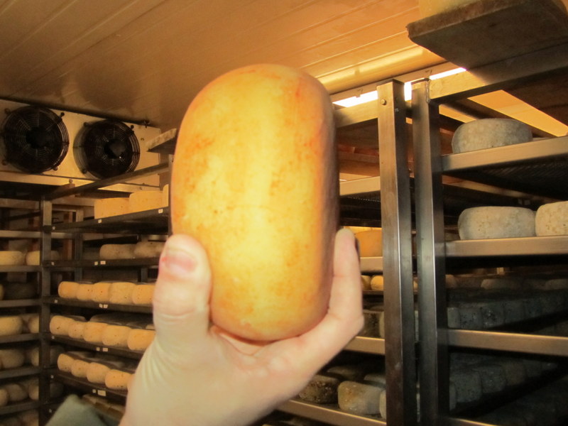 Pecorino cheese wheel