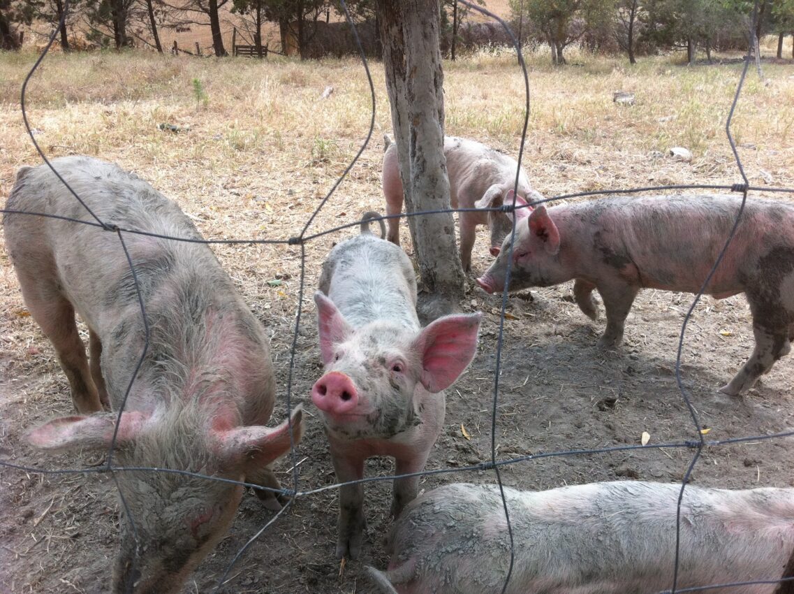 Piglets say "Hi!"