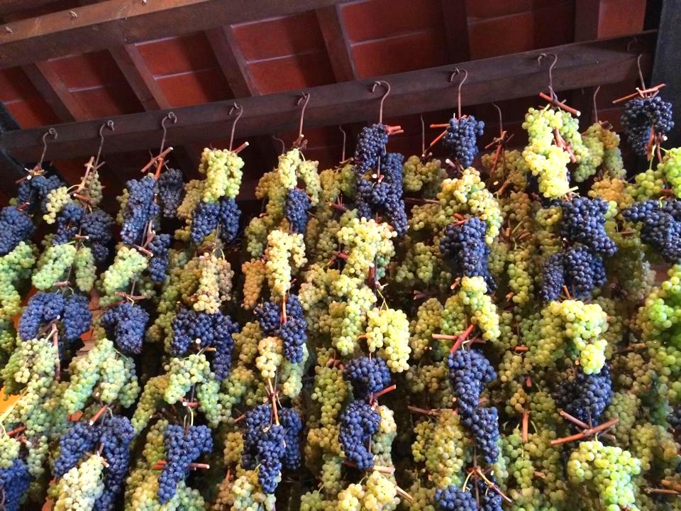 Drying grapes for vinsanto