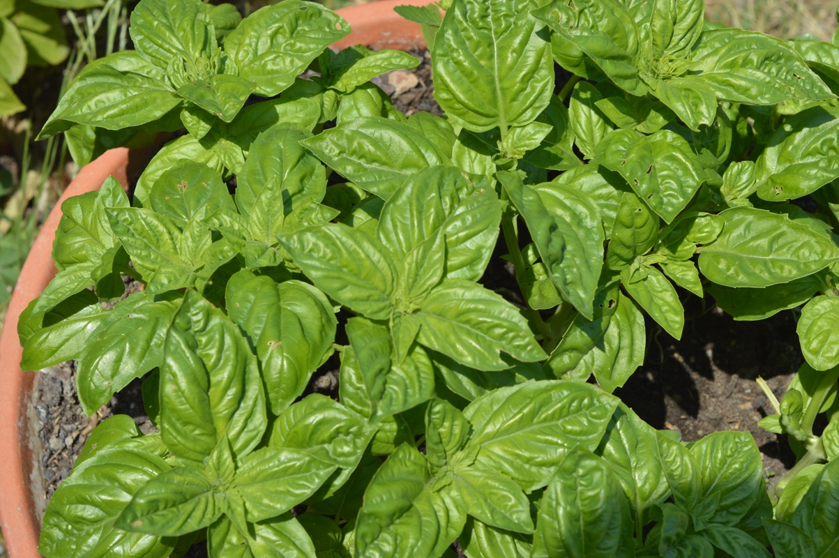 Basil