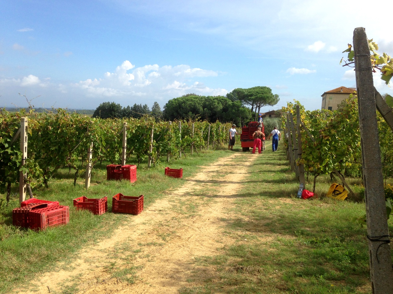 Collecting crates of grapes