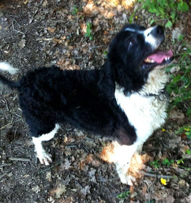 Nebbia wants a treat