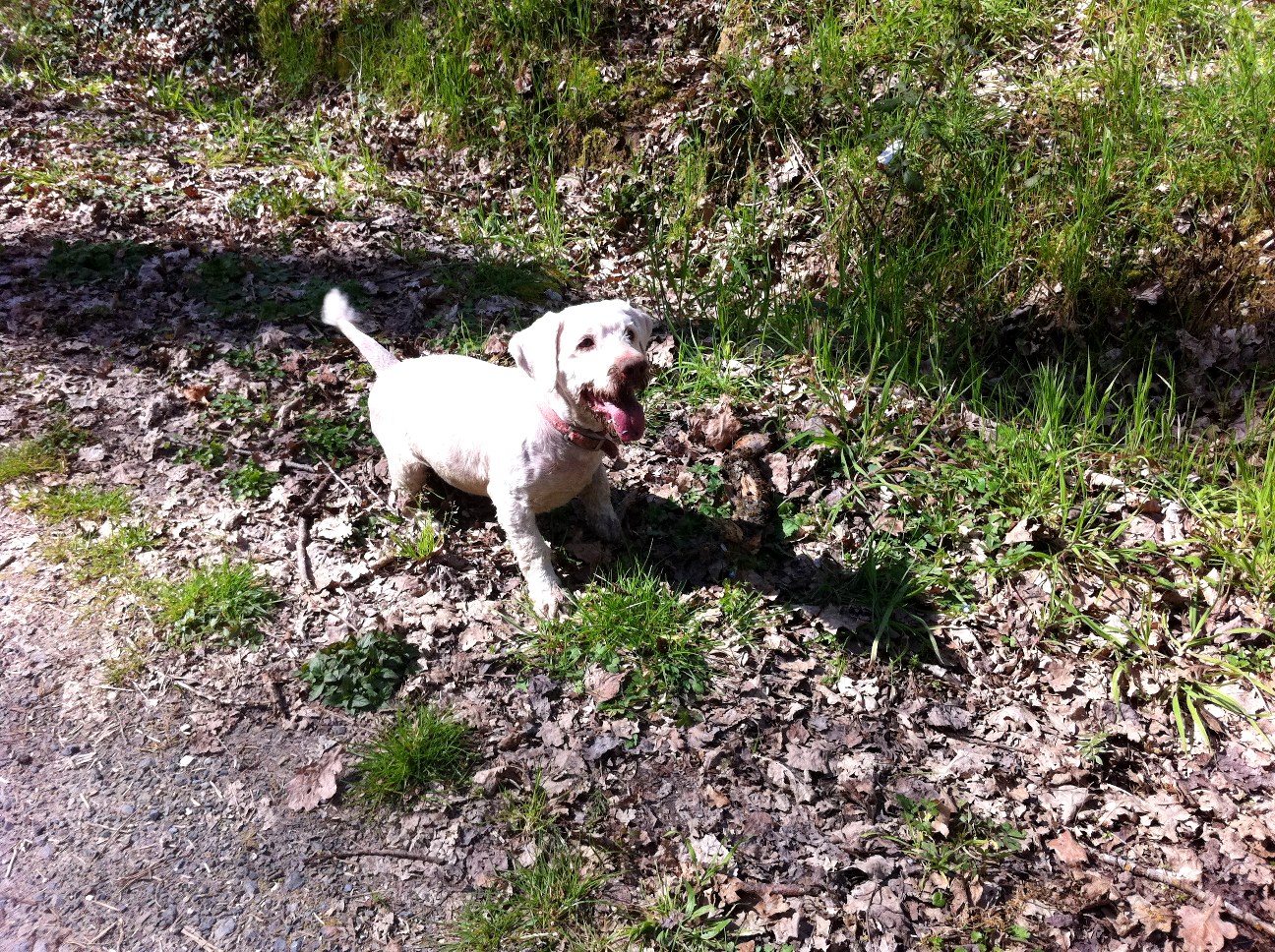 Giotto waiting for a stick