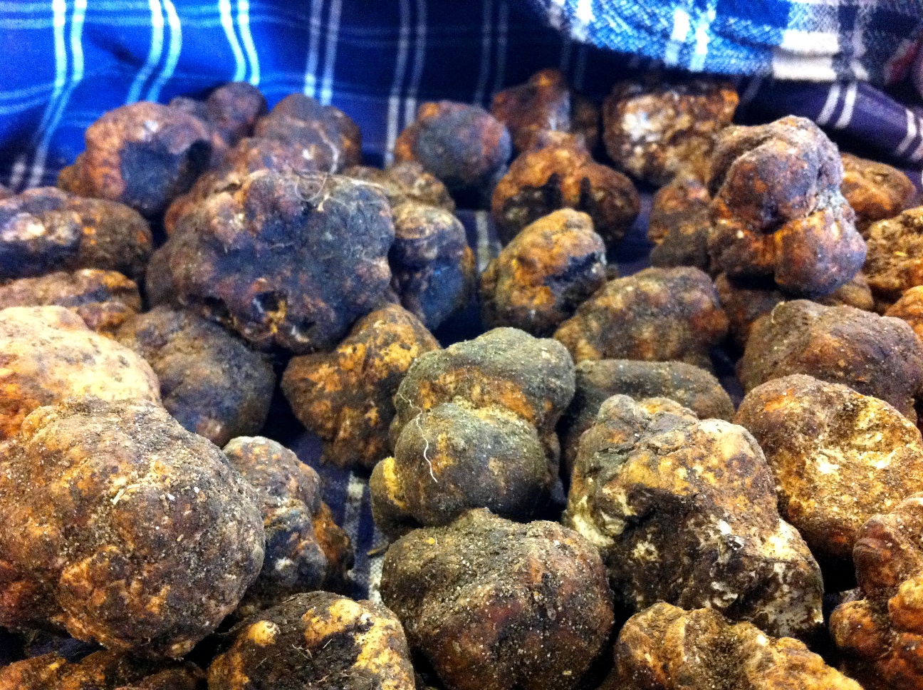 Fresh white truffles