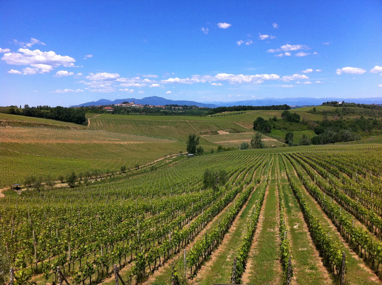 Green vineyards