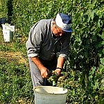 Grape harvesters