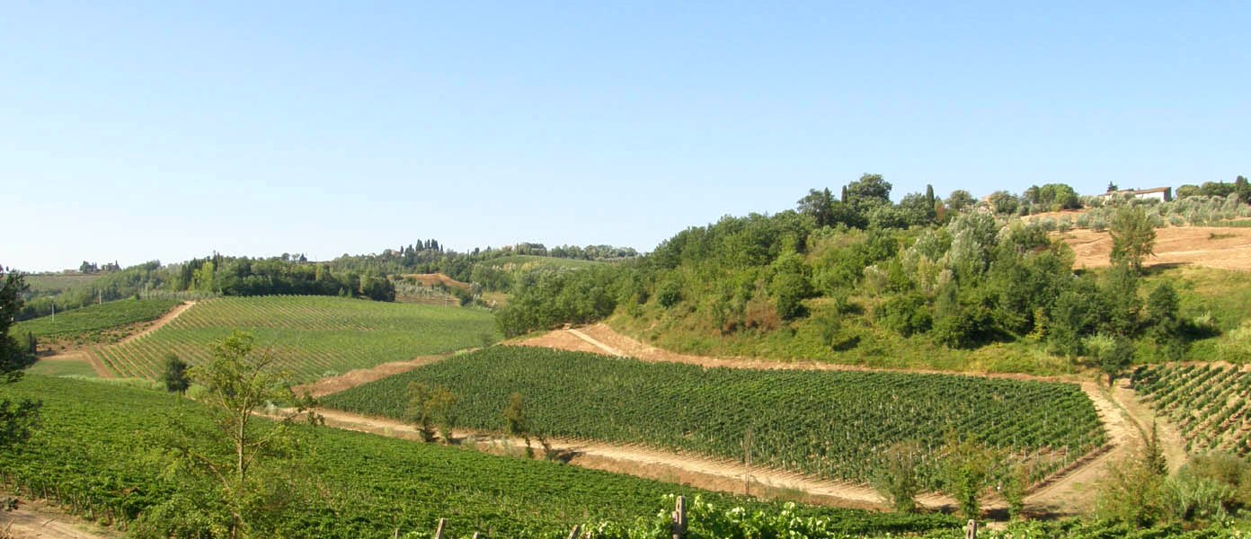 Vineyards by San Miniato