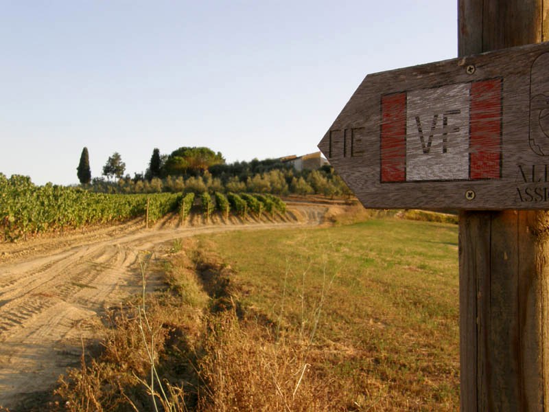 Vineyards along via Francigena