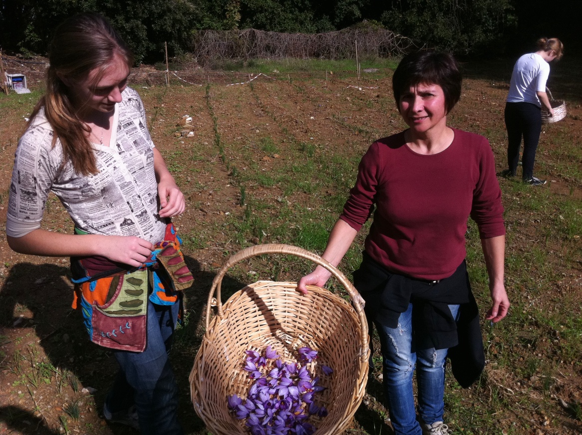 Saffron harvest in Tuscany