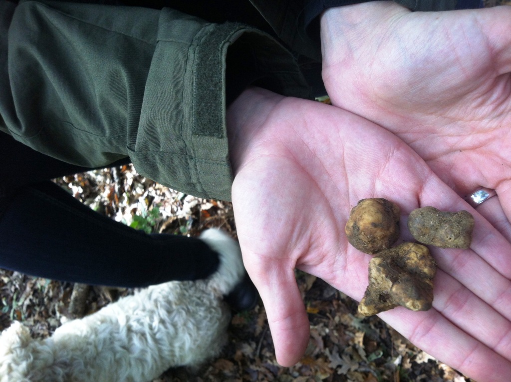 White truffles in my hand