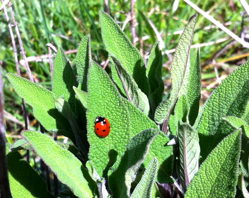 Ladybird on the sage