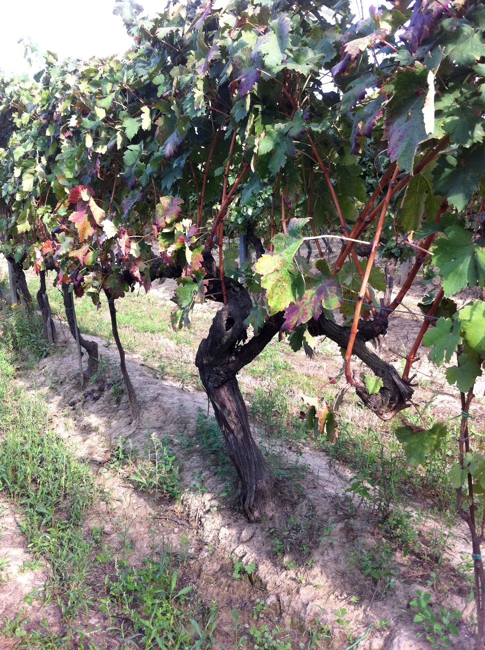 Ancient vine