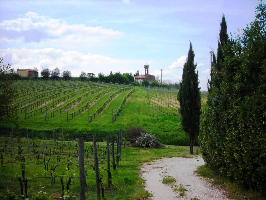 Little church by the vineyards