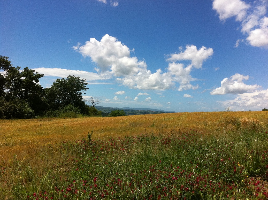 Tuscan wheat fields