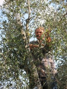 Harvesting olives in Tuscany