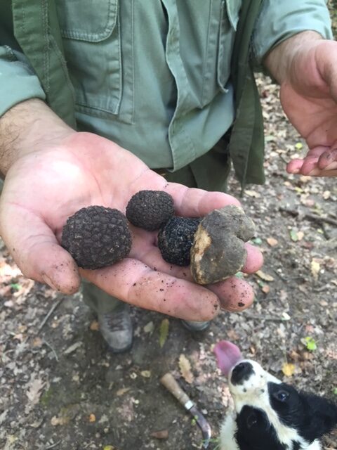 The crop of a truffle hunting session