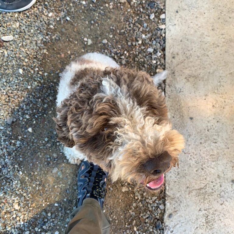 Lagotto Romagnolo