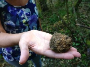 Summer black truffle in the woods of Volterra