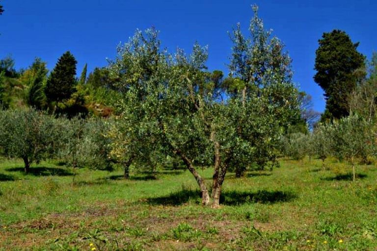 Olive grove in organic farm in San Miniato