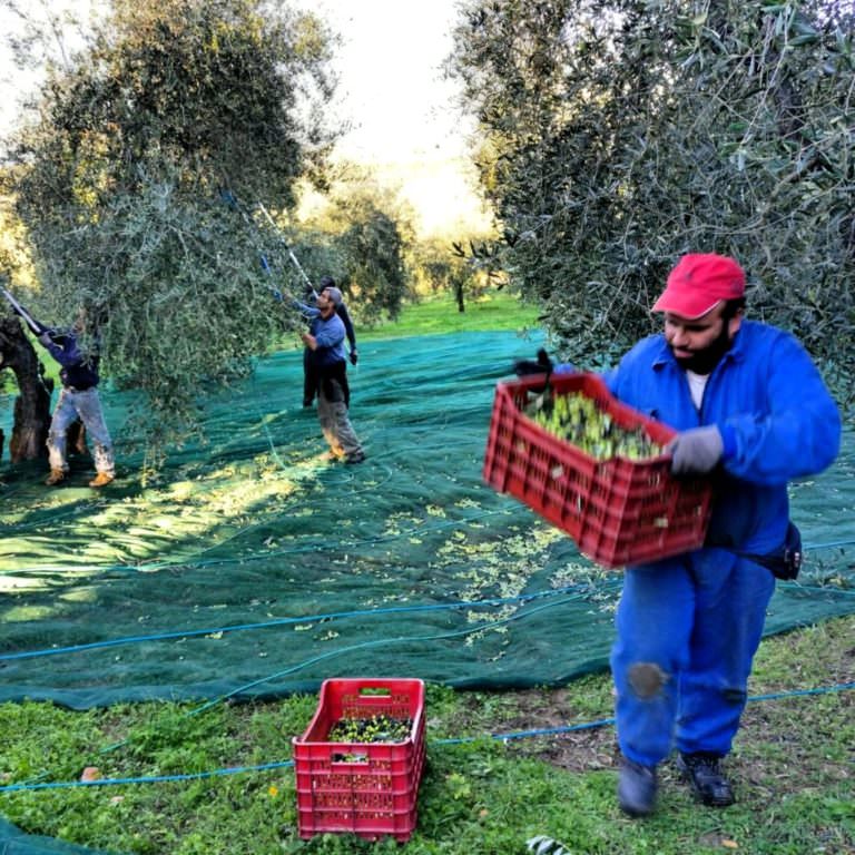 Picking olives on Tuscan hills