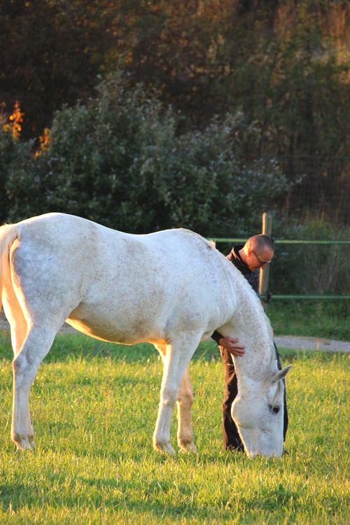 Equine facilitated coaching in Tuscany