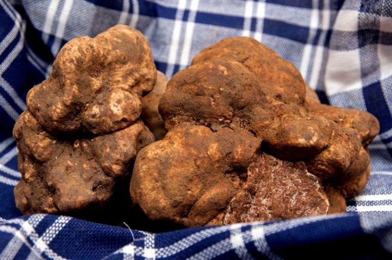 The best white truffles of the season