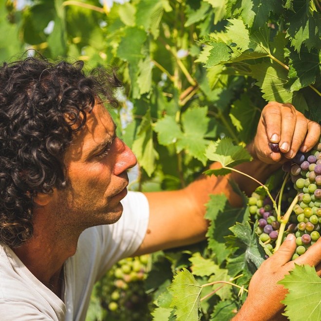 Typical tuscan grape