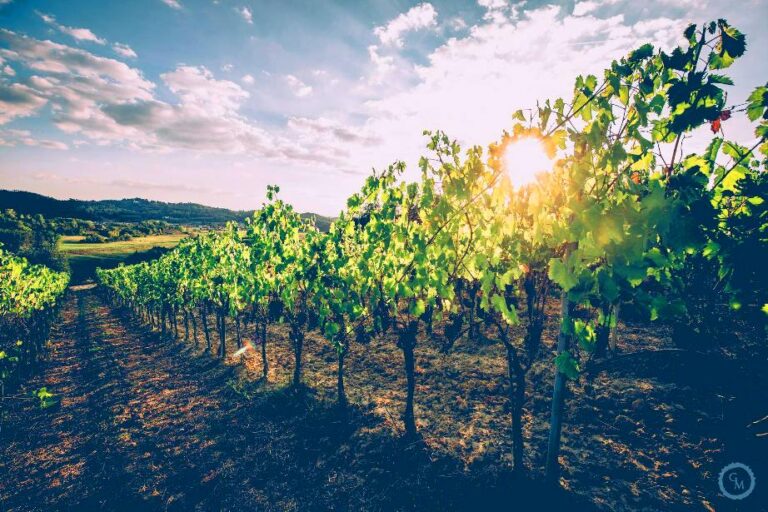 View from our Tuscan family winery