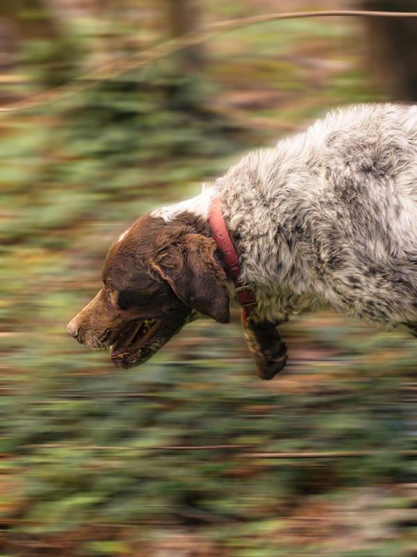 the dog called ciro is running while is looking for some good black truffles