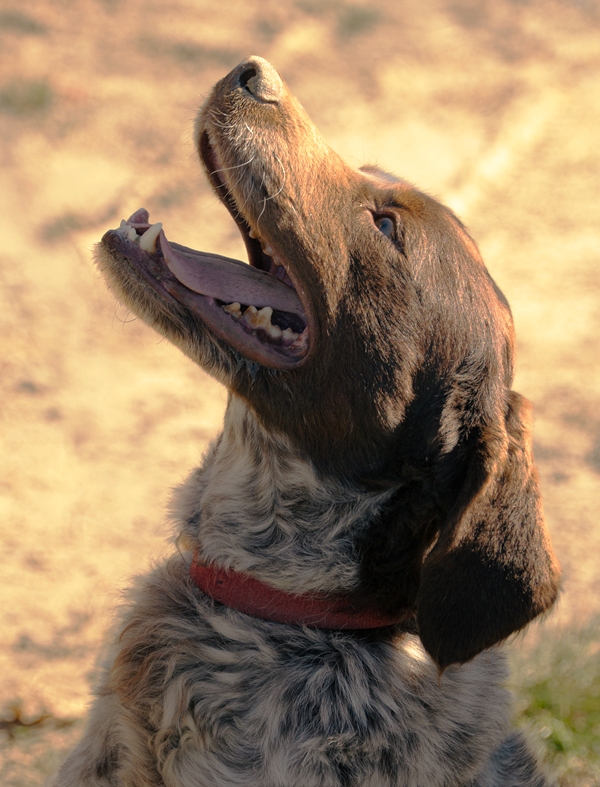 the dog called ciro prepares to find black truffles