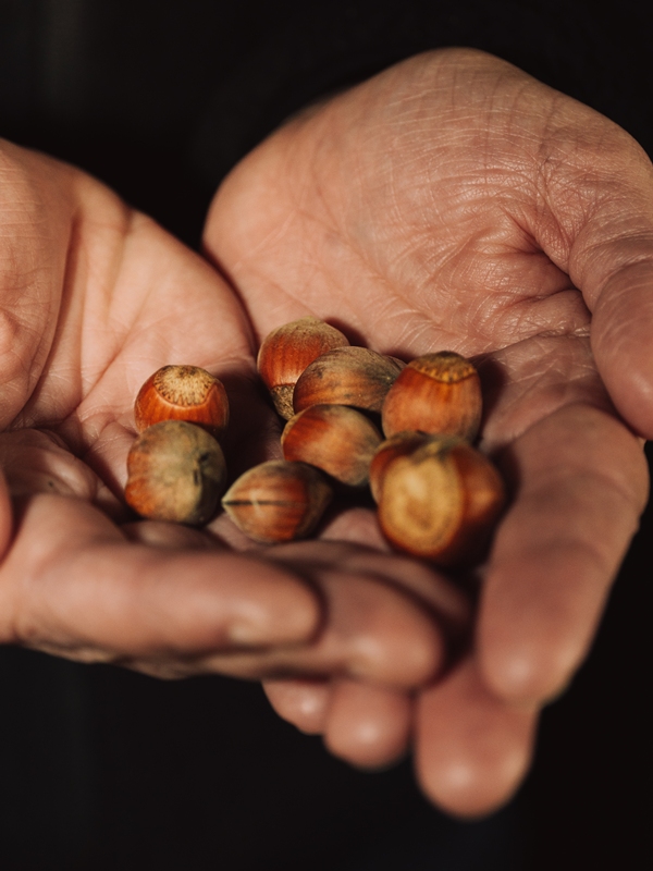 hazelnuts used for chocolate making