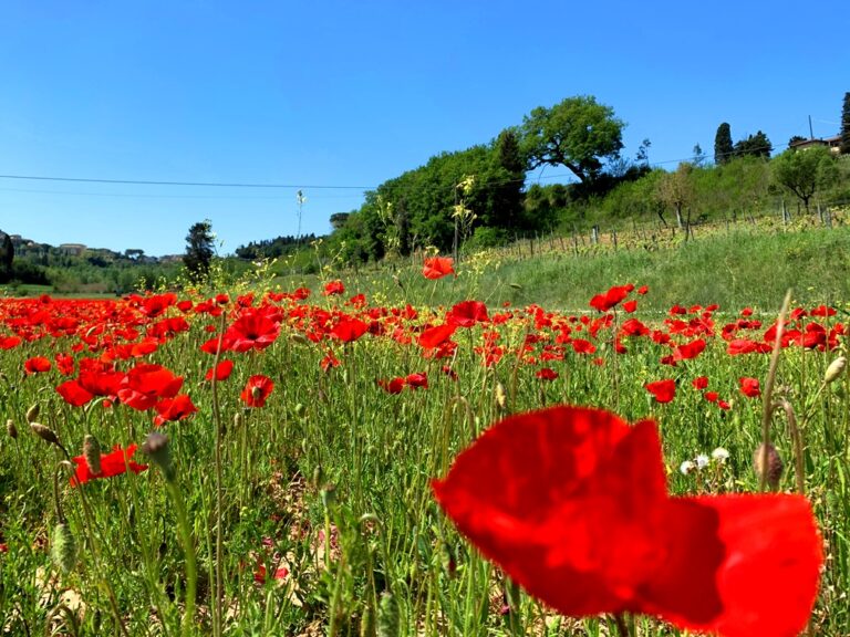 The colors of Tuscany in Spring