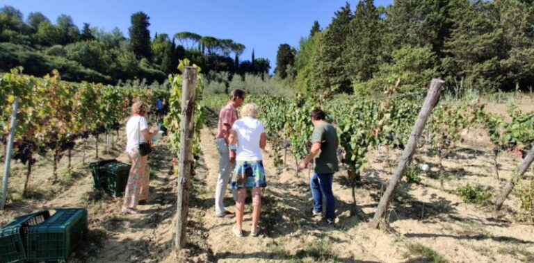 Wine tour in San Miniato