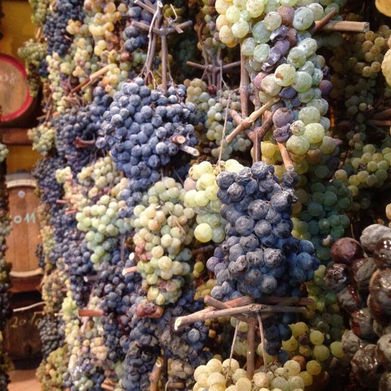 Tuscan grapes
