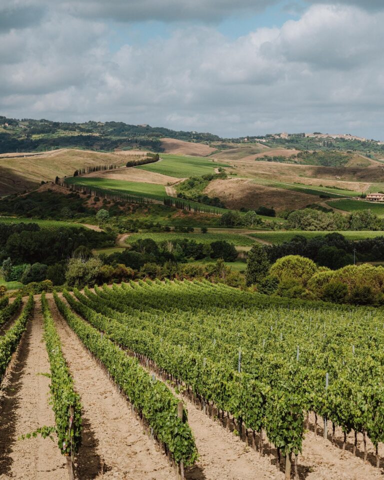 Sangiovese grapes