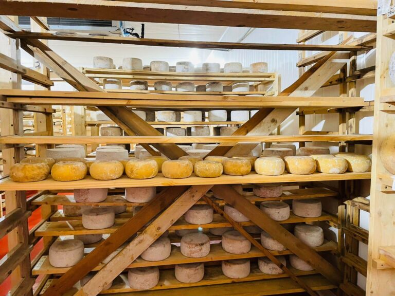 Pecorino cheese farm tour