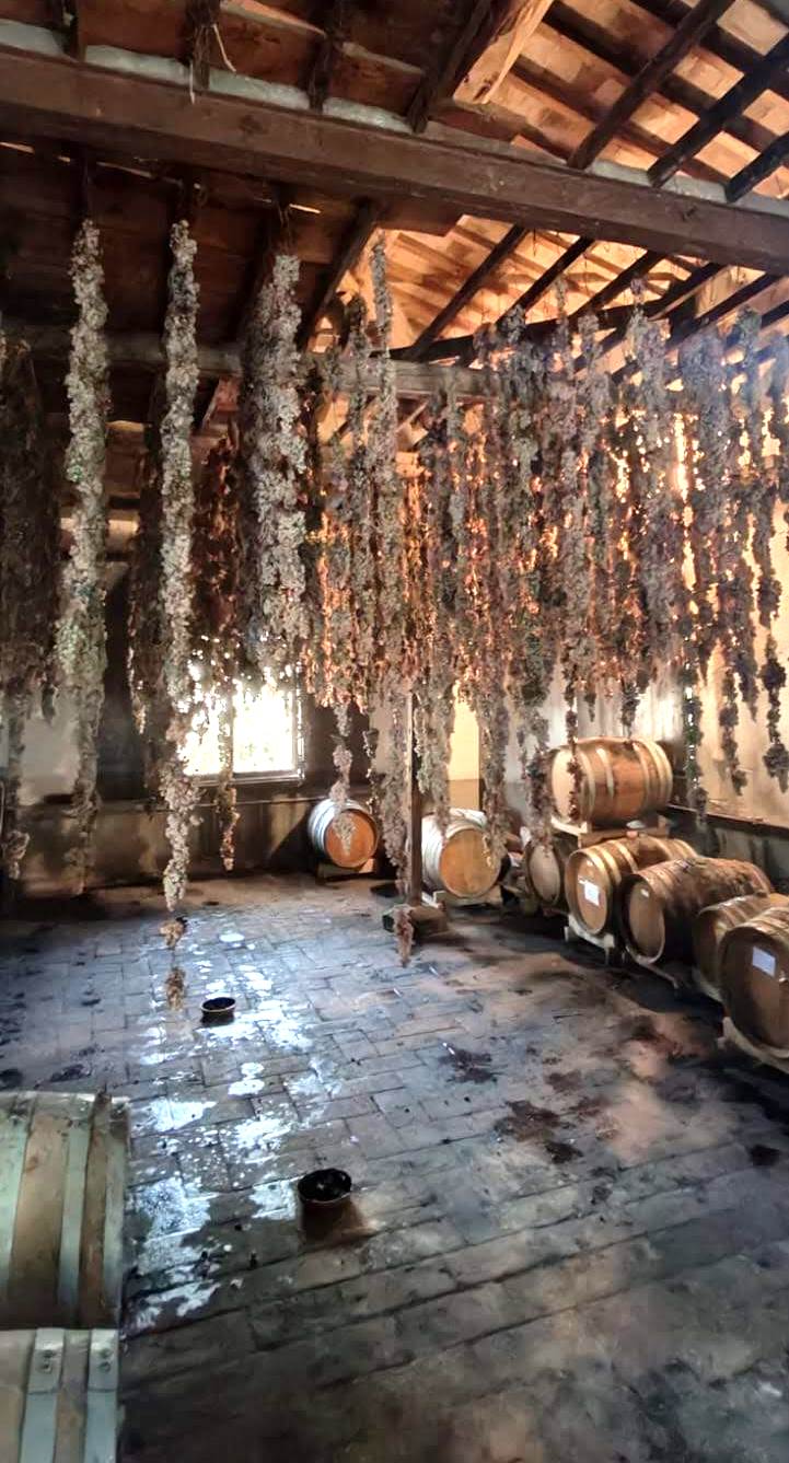 Vin santo production in San Miniato