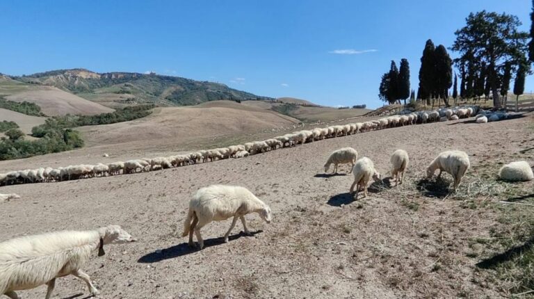 Visit to the pecorino cheese farm in Volterra
