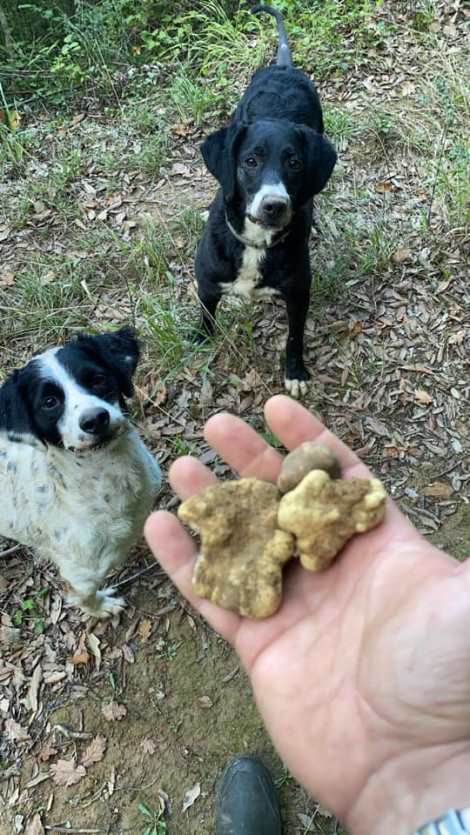 Truffle dogs in the wood
