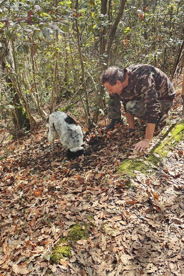 Truffle hunting in the wood
