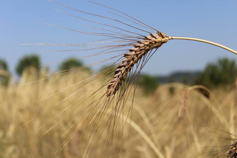 Tuscan wheat