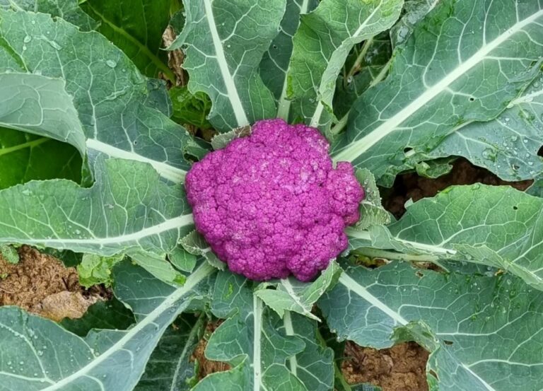 Fresh and genuine vegetables