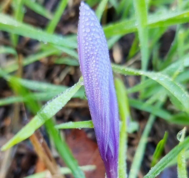 Guided tour to saffron farm in San Gimignano