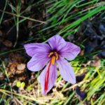 Guided visit to saffron farm near gambassi terme