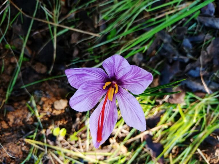 Guided visit to saffron farm near gambassi terme