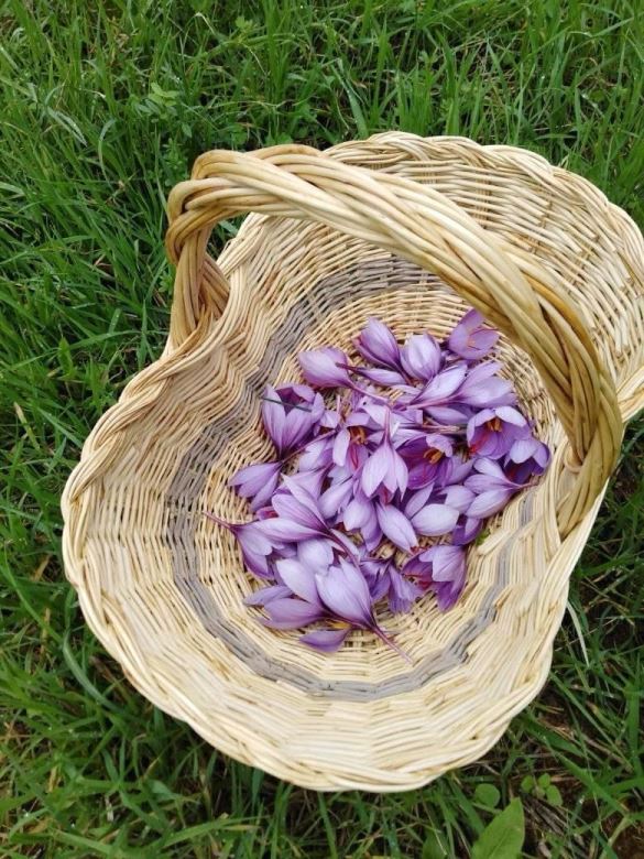 Saffron and vernaccia tour